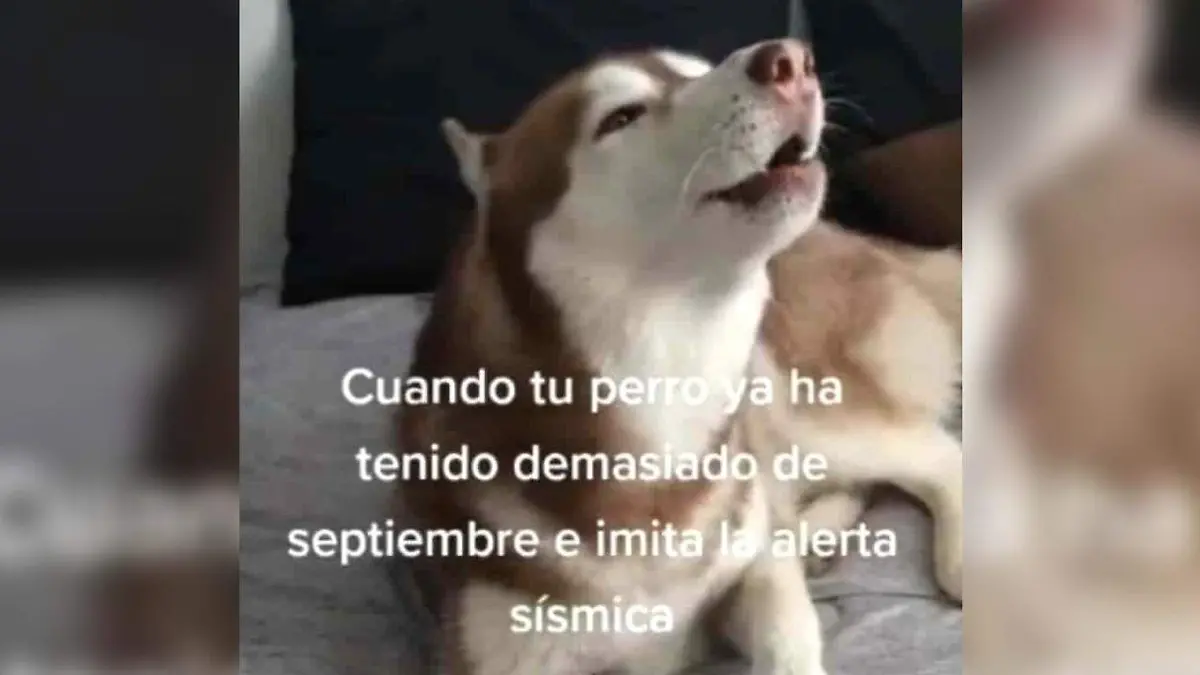 perrito husky TIKTOK